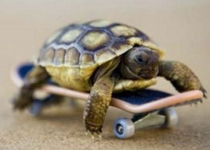 turtle-skateboard-e1391538860941